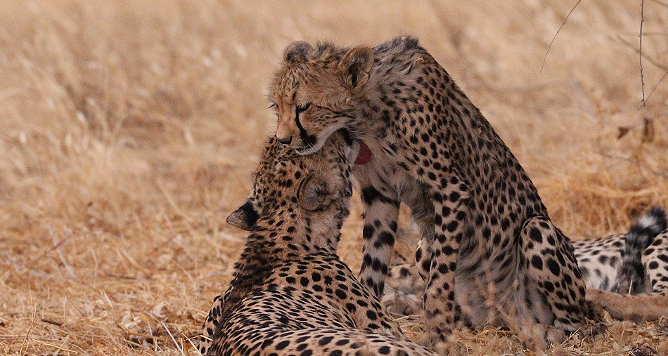 Cheetah mother with 4 cubs in Samburu