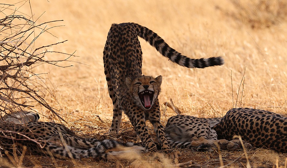Cheetah mother with 4 cubs in Samburu