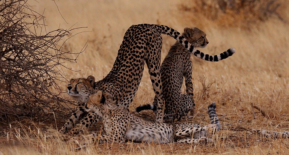 Cheetah mother with 4 cubs in Samburu