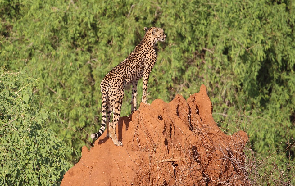 Geparden Mutter mit vier Jungen im Samburu Reservat