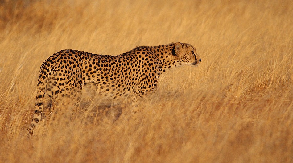 Cheetah mother with 4 cubs in Samburu