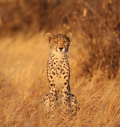 Cheetah mother with 4 cubs in Samburu
