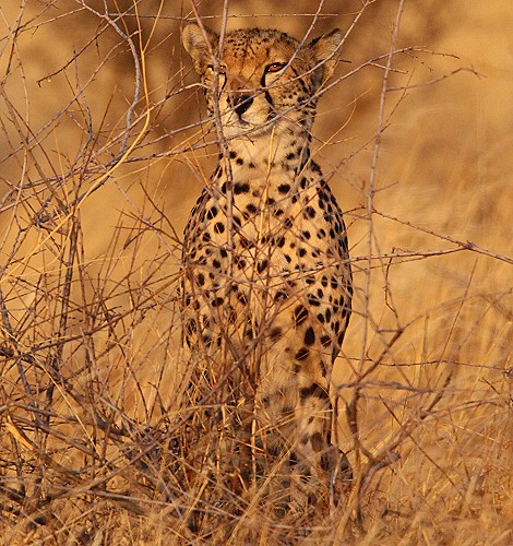 Cheetah mother with 4 cubs in Samburu