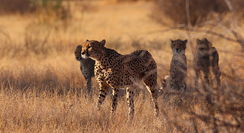 Cheetah mother with 4 cubs in Samburu