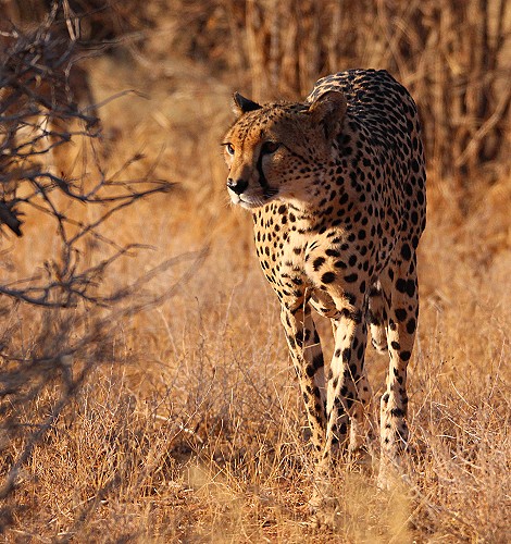 Cheetah mother with 4 cubs in Samburu