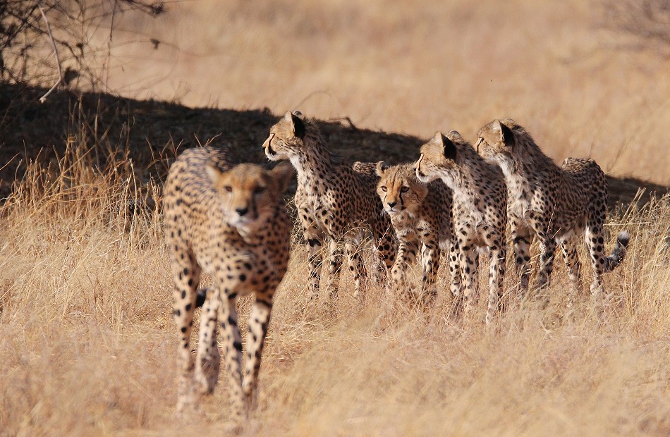 Cheetah mother with 4 cubs in Samburu