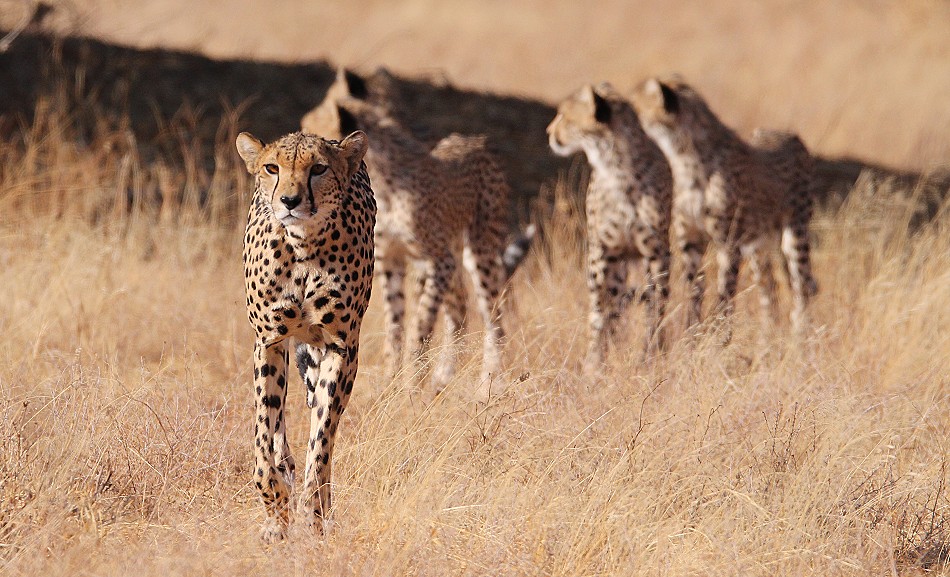 Cheetah mother with 4 cubs in Samburu