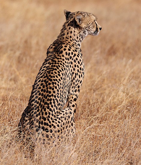 Cheetah mother with 4 cubs in Samburu