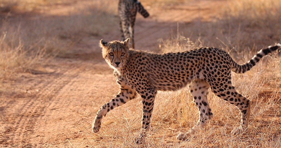Cheetah mother with 4 cubs in Samburu