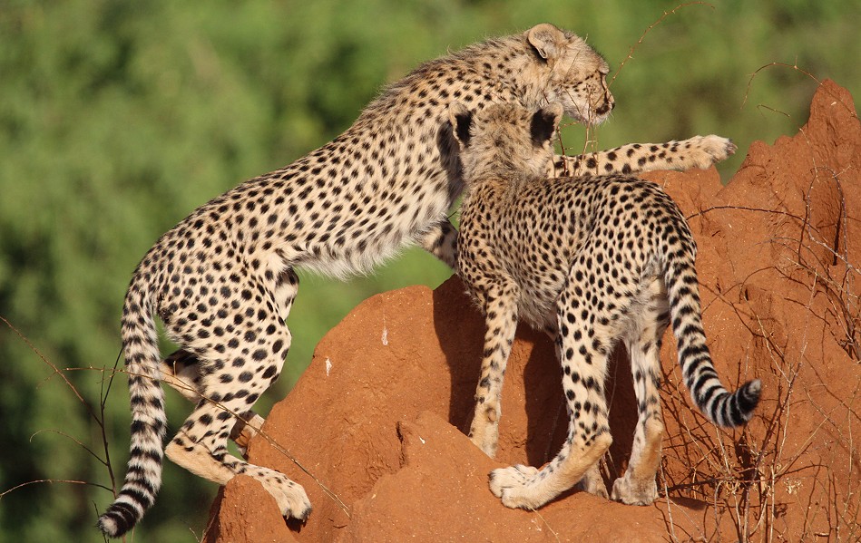 Geparden Mutter mit vier Jungen im Samburu Reservat