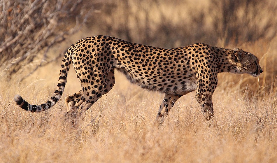 Cheetah mother with 4 cubs in Samburu
