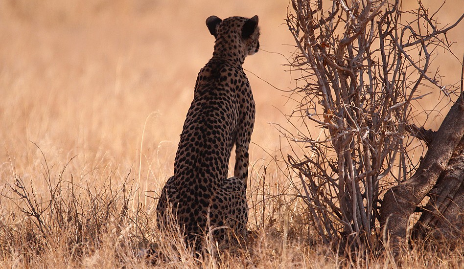 Geparden Mutter mit vier Jungen im Samburu Reservat