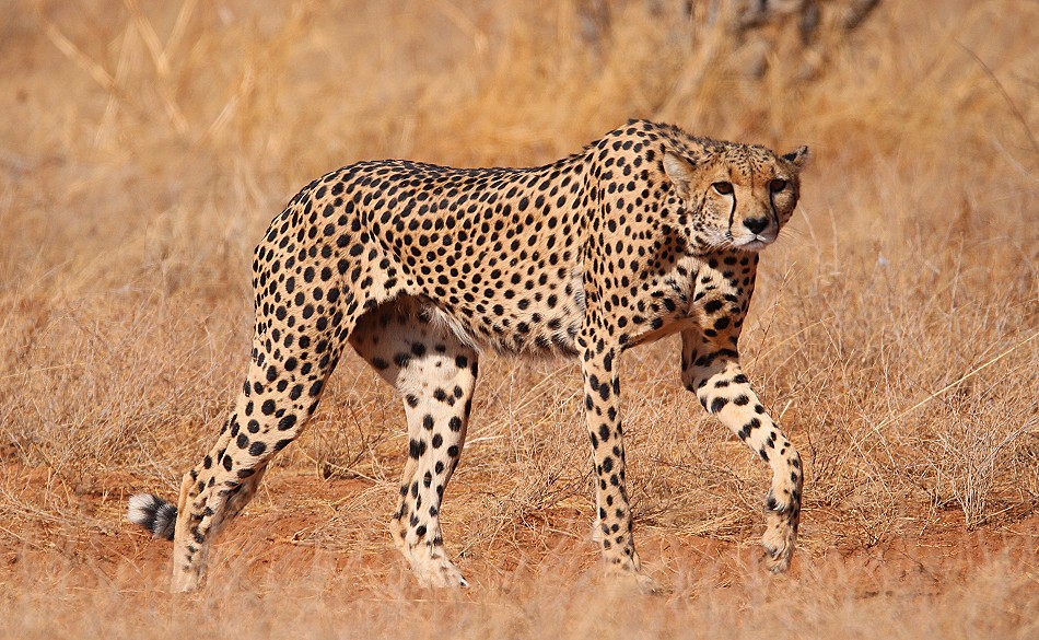 Geparden Mutter mit vier Jungen im Samburu Reservat