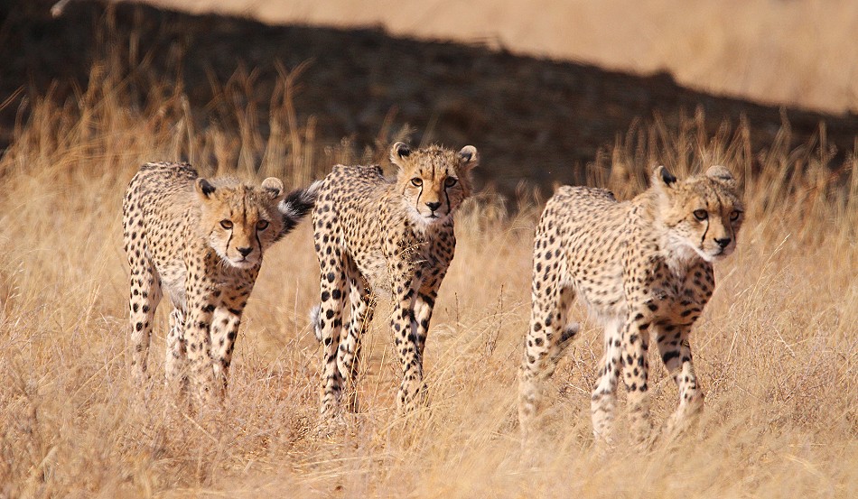 Cheetah mother with 4 cubs in Samburu