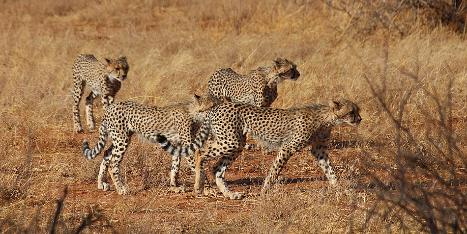 Geparden Mutter mit vier Jungen im Samburu Reservat