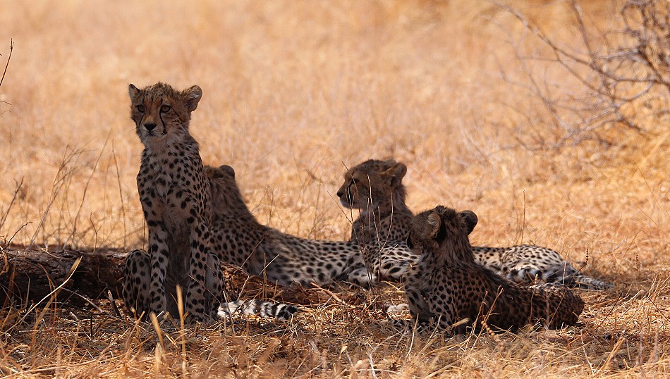 Geparden Mutter mit vier Jungen im Samburu Reservat