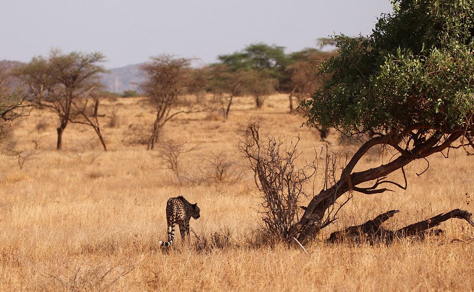 Geparden Mutter mit vier Jungen im Samburu Reservat