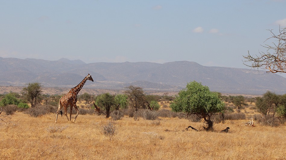 Geparden Mutter mit vier Jungen im Samburu Reservat