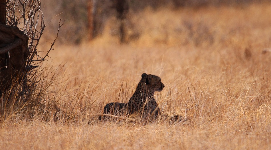 Geparden Mutter mit vier Jungen im Samburu Reservat