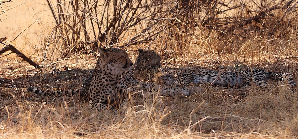 Geparden Mutter mit vier Jungen im Samburu