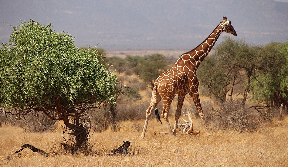Geparden Mutter mit vier Jungen im Samburu Reservat