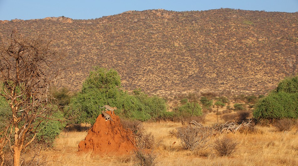 Geparden Mutter mit vier Jungen im Samburu Reservat
