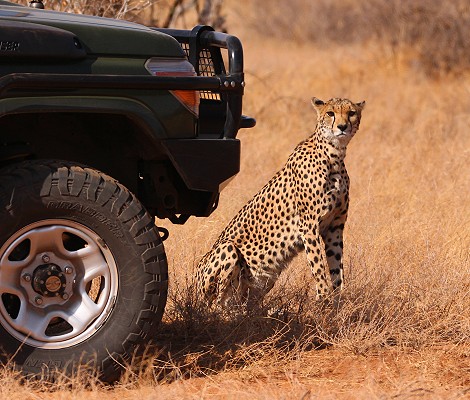 Geparden Mutter mit vier Jungen im Samburu Reservat