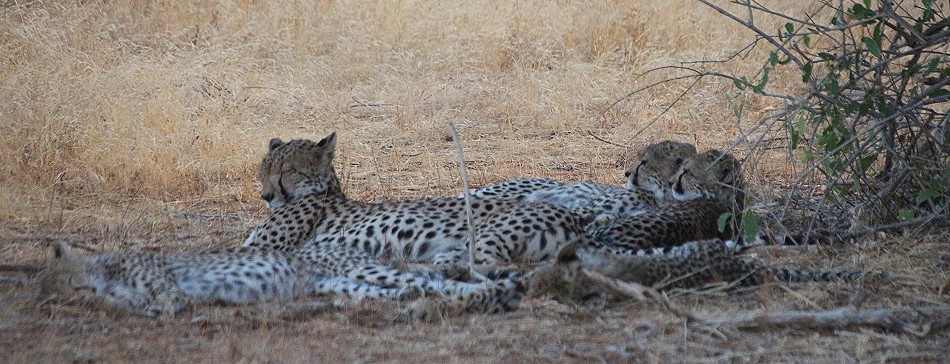 Geparden Mutter mit vier Jungen im Samburu Reservat
