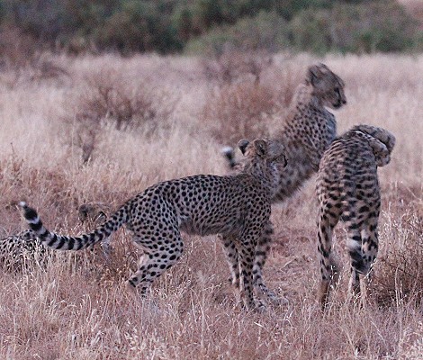 Geparden Mutter mit vier Jungen im Samburu Reservat