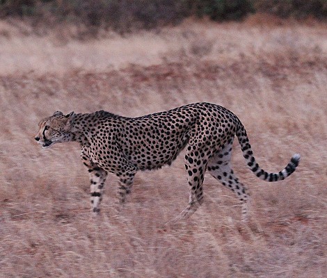 Geparden Mutter mit vier Jungen im Samburu Reservat