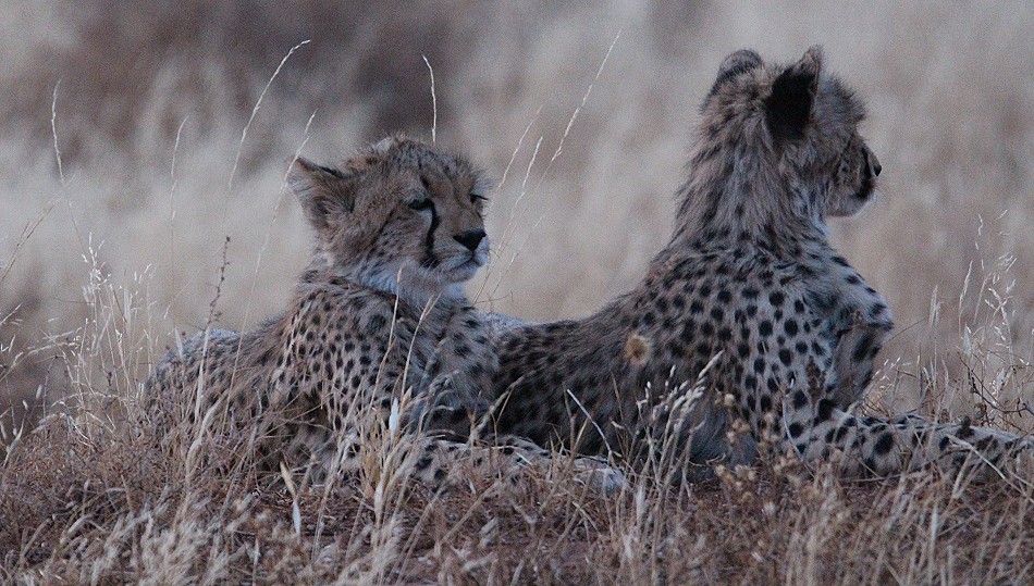 Geparden Mutter mit vier Jungen im Samburu Reservat