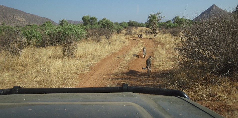 Geparden Mutter mit vier Jungen im Samburu Reservat