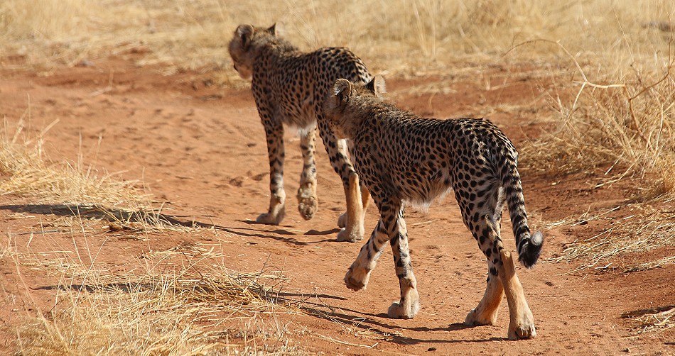 Geparden Mutter mit vier Jungen im Samburu Reservat