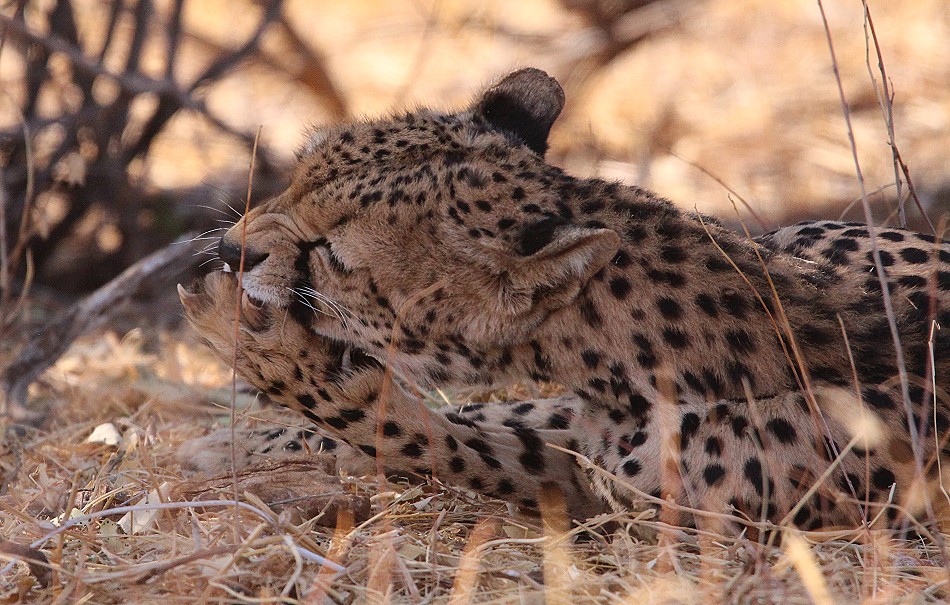 Geparden Mutter mit vier Jungen im Samburu