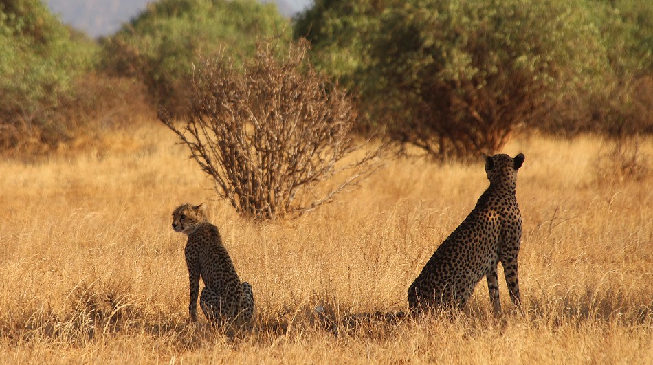 Geparden Mutter mit vier Jungen im Samburu Reservat