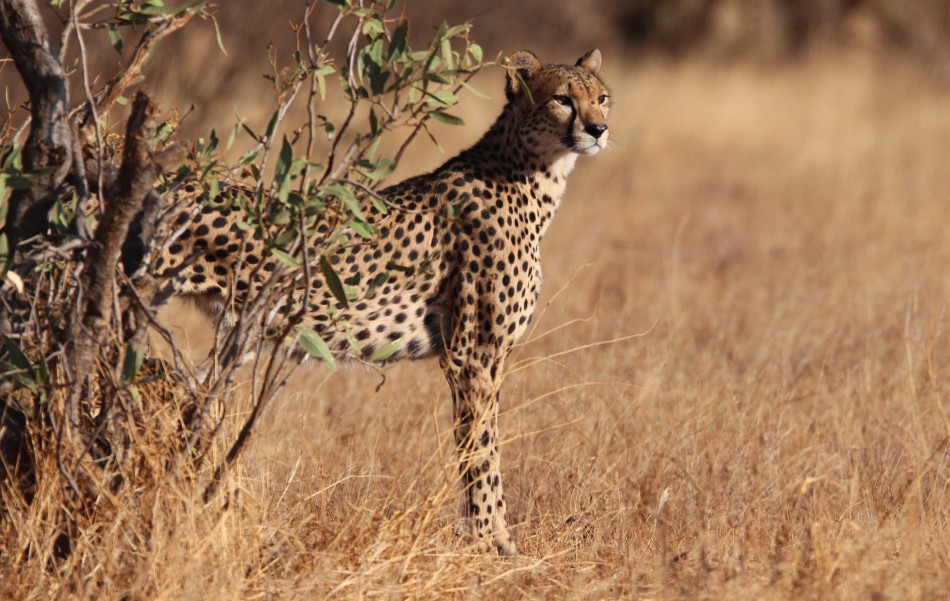 Geparden Mutter mit vier Jungen im Samburu Reservat