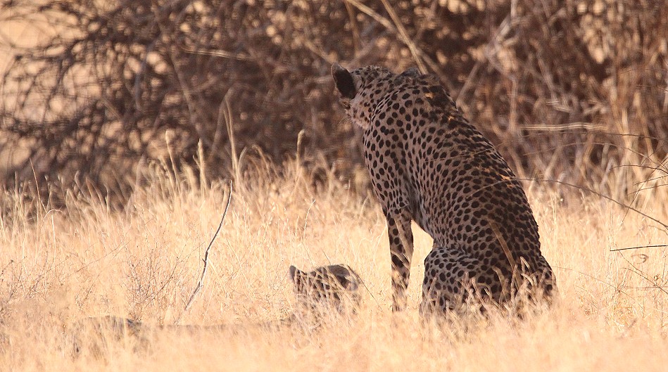 Geparden Mutter mit vier Jungen im Samburu Reservat