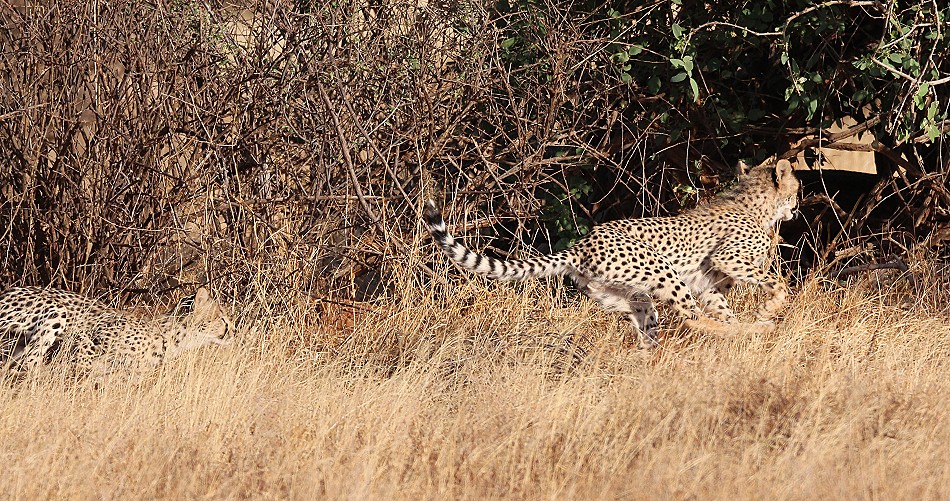 Geparden Mutter mit vier Jungen im Samburu Reservat