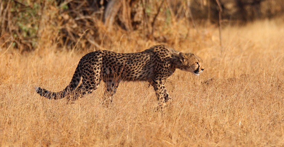 Geparden Mutter mit vier Jungen im Samburu Reservat