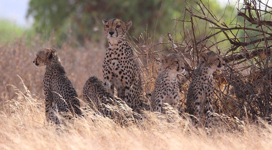 Gepardin im Samburu