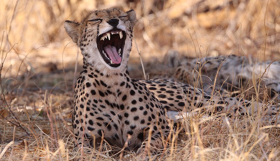 Geparden Mutter mit vier Jungen im Samburu