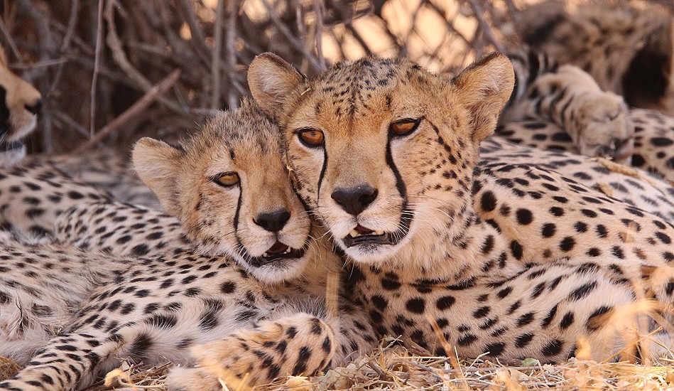 Geparden Mutter mit vier Jungen im Samburu