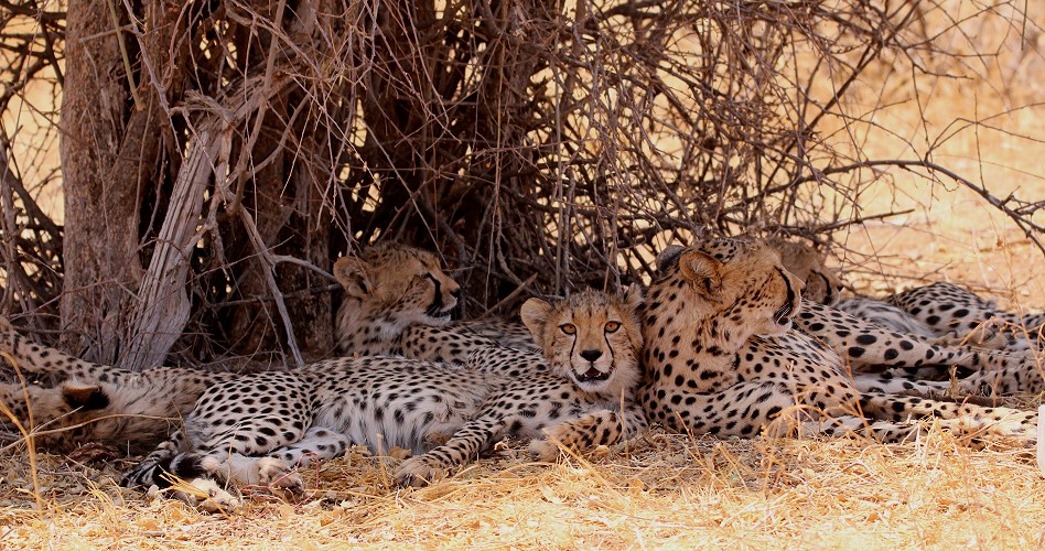Geparden Mutter mit vier Jungen im Samburu