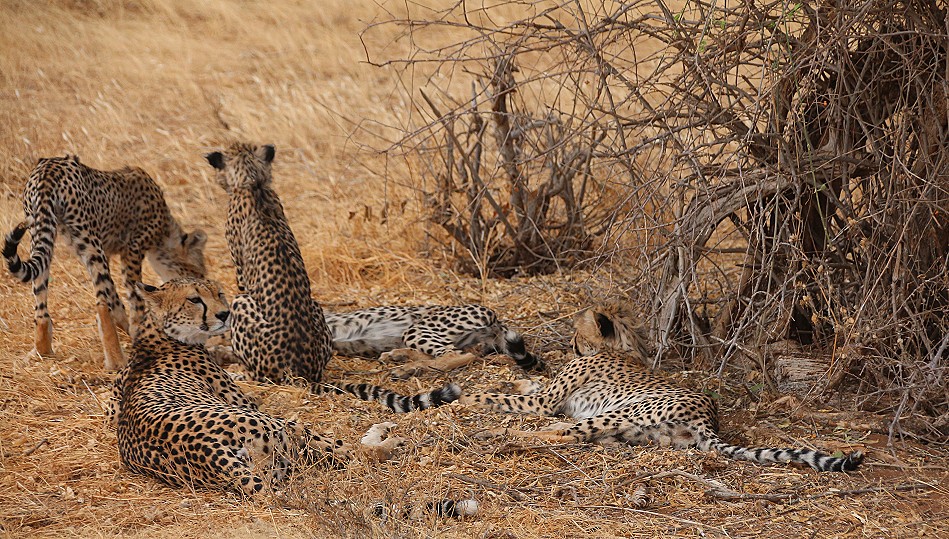 Cheetah mother with 4 cubs in Samburu