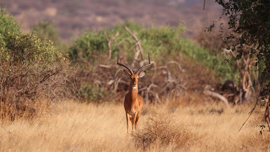 Geparden Mutter mit vier Jungen im Samburu Reservat