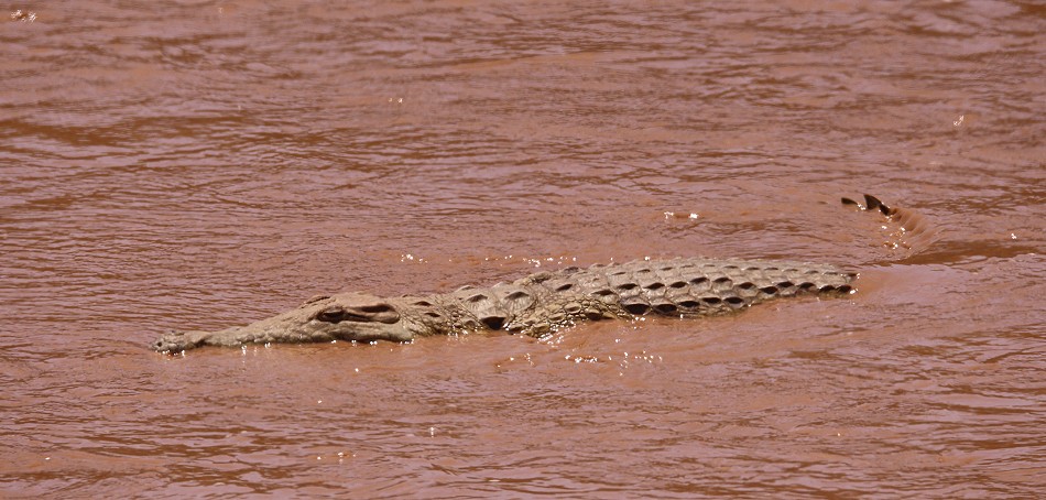 Nikrokodil im Ewaso Ngiro River