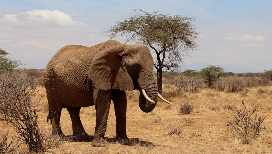 erste Elefanten im Buffalo Springs Reservat