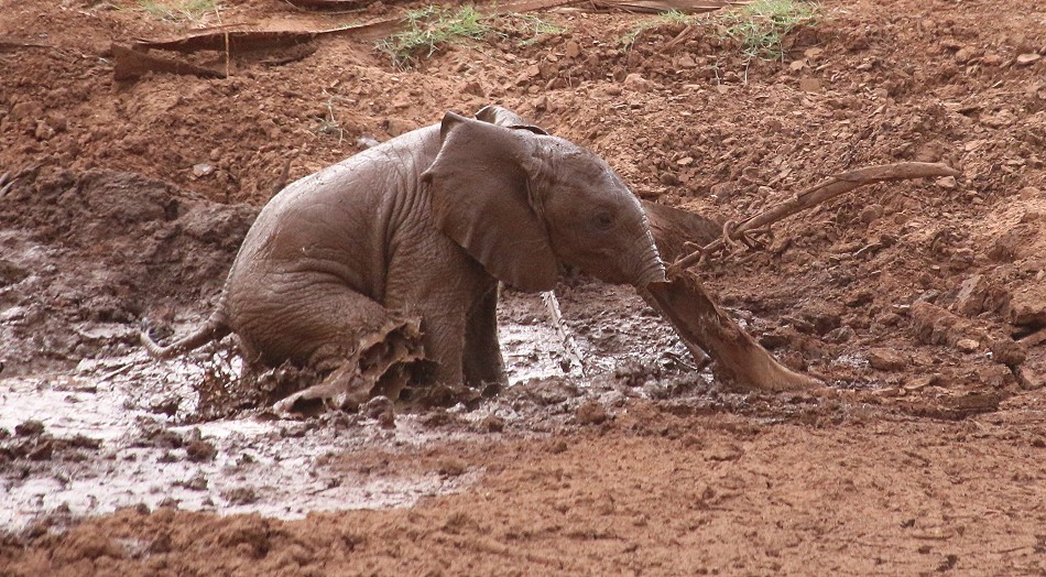 rote Elefanten im Samburu Reservat