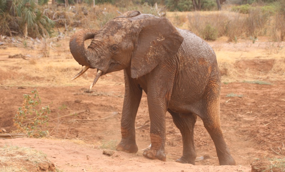 rote Elefanten im Samburu Reservat