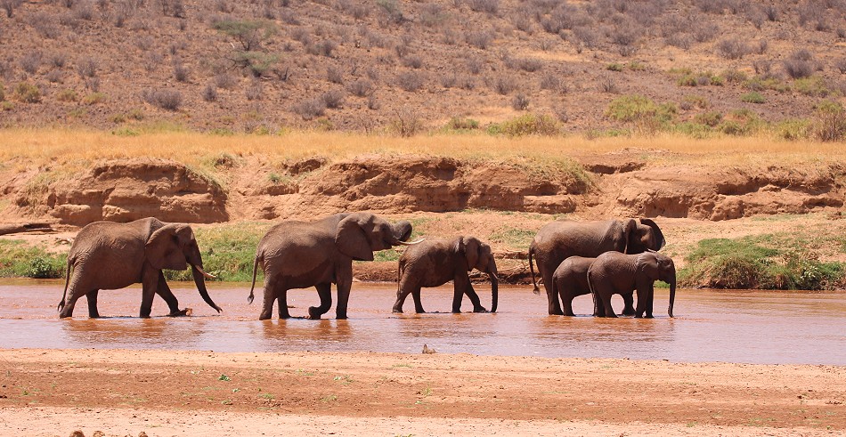 Elefanten im Samburu
